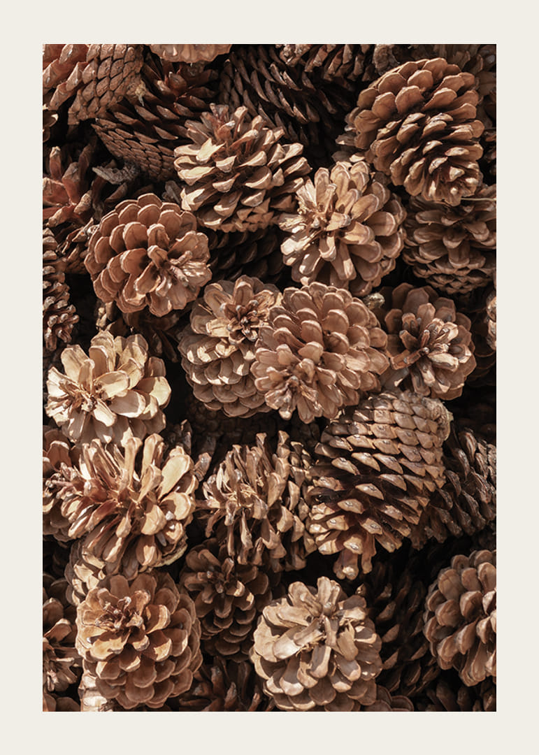 Primo piano di pigne marroni in luce soffusa, fotografico-12