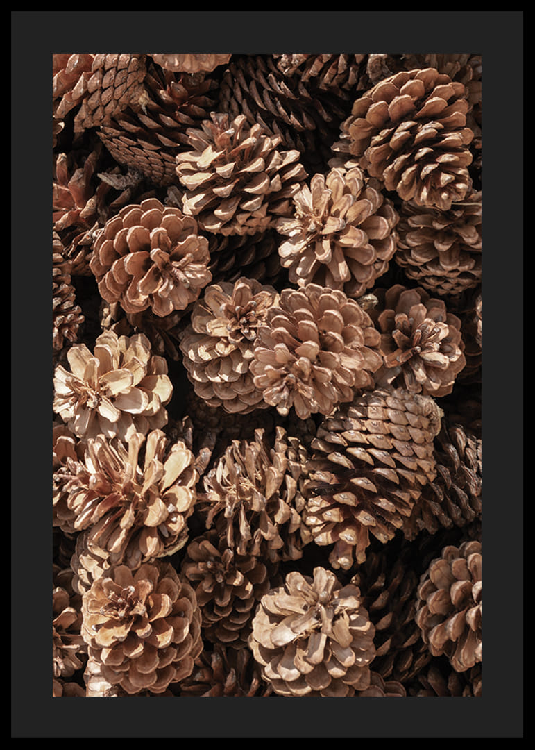 Primo piano di pigne marroni in luce soffusa, fotografico-12