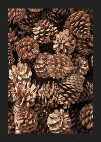 Primo piano di pigne marroni in luce soffusa, fotografico-5