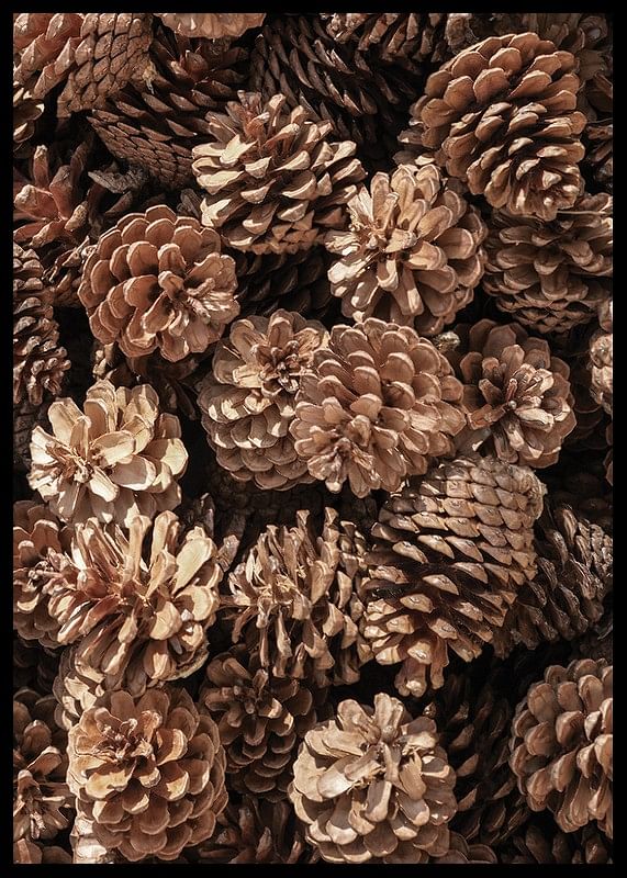 Fir Cones Close Up-12