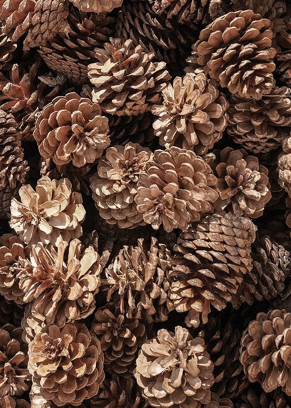 Fir Cones Close Up-12