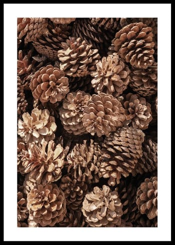 Poster Fir Cones Close Up