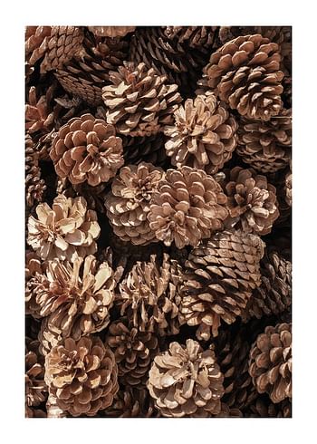 Poster Fir Cones Close Up