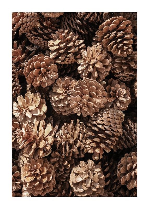 Fir Cones Close Up-12