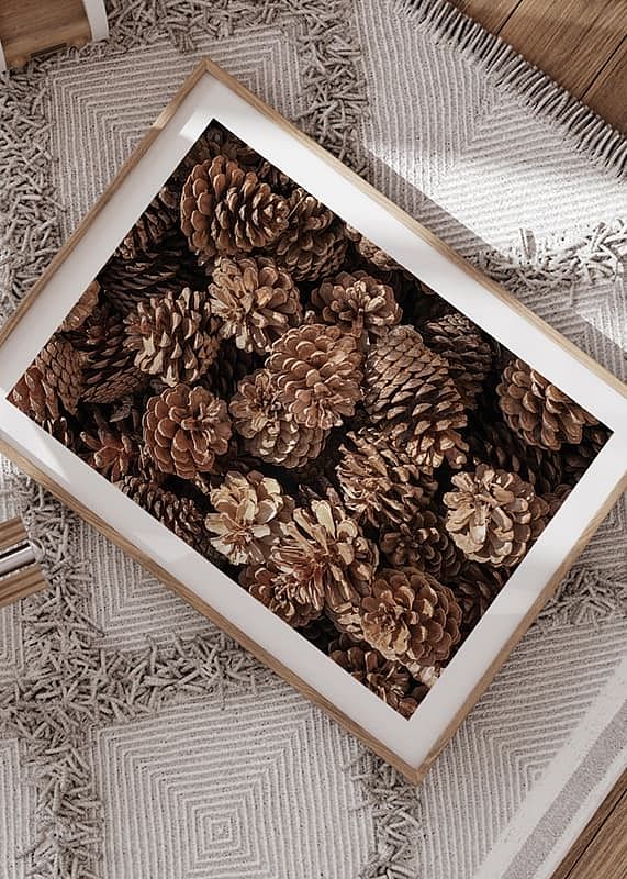 Fir Cones Close Up-12