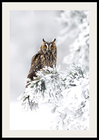 Gufo fotografico con occhi arancioni su ramo innevato-2