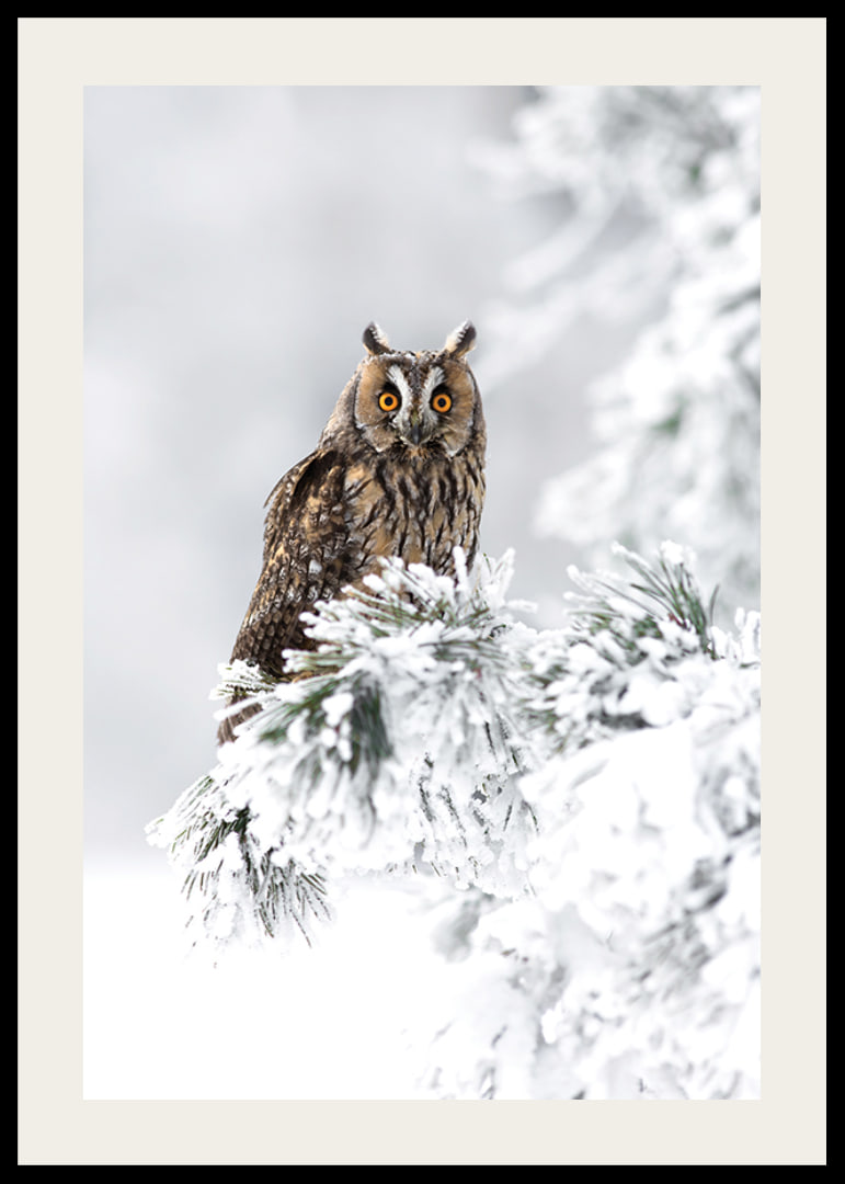 Gufo fotografico con occhi arancioni su ramo innevato-12