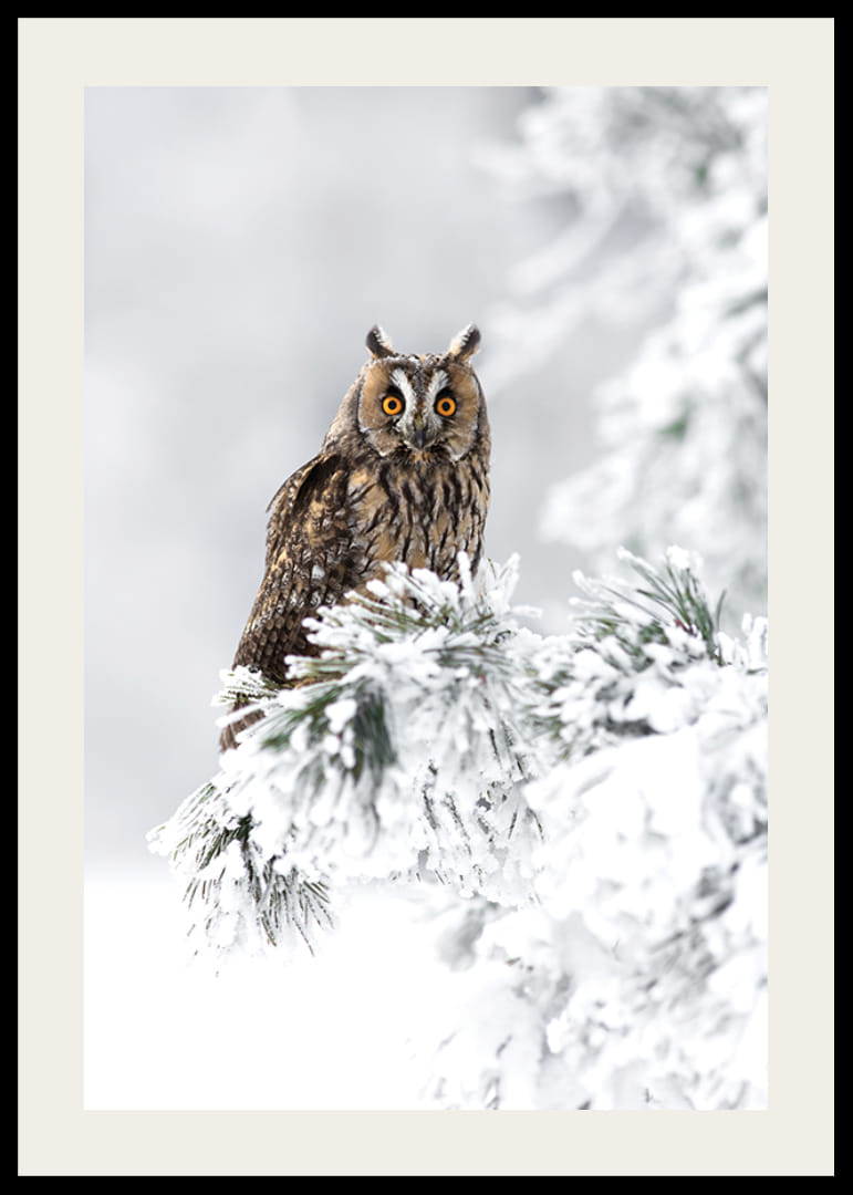 Fotografisk uggla med orange ögon på snöklädd gren-12