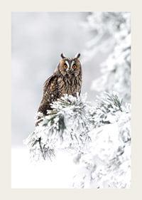 Gufo fotografico con occhi arancioni su ramo innevato-3
