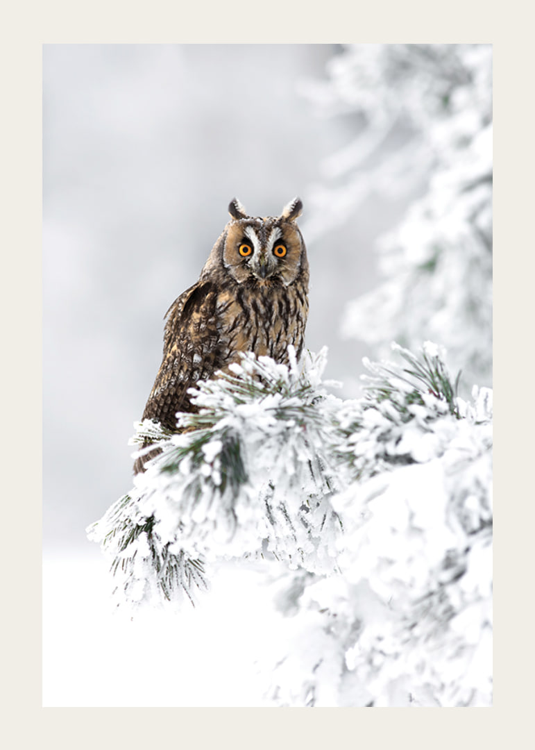 Gufo fotografico con occhi arancioni su ramo innevato-12
