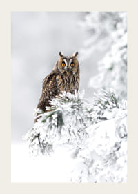 Fotografisk uggla med orange ögon på snöklädd gren-3