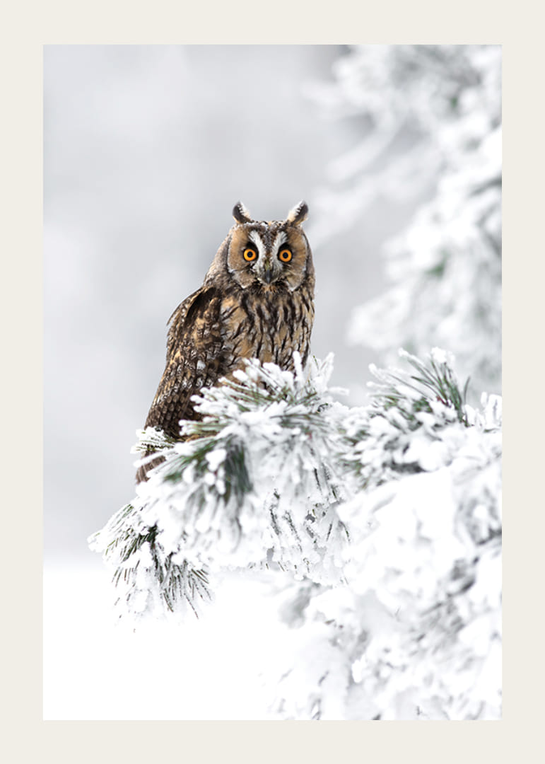 Fotografisk uggla med orange ögon på snöklädd gren-12