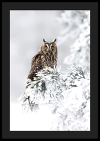 Gufo fotografico con occhi arancioni su ramo innevato-4