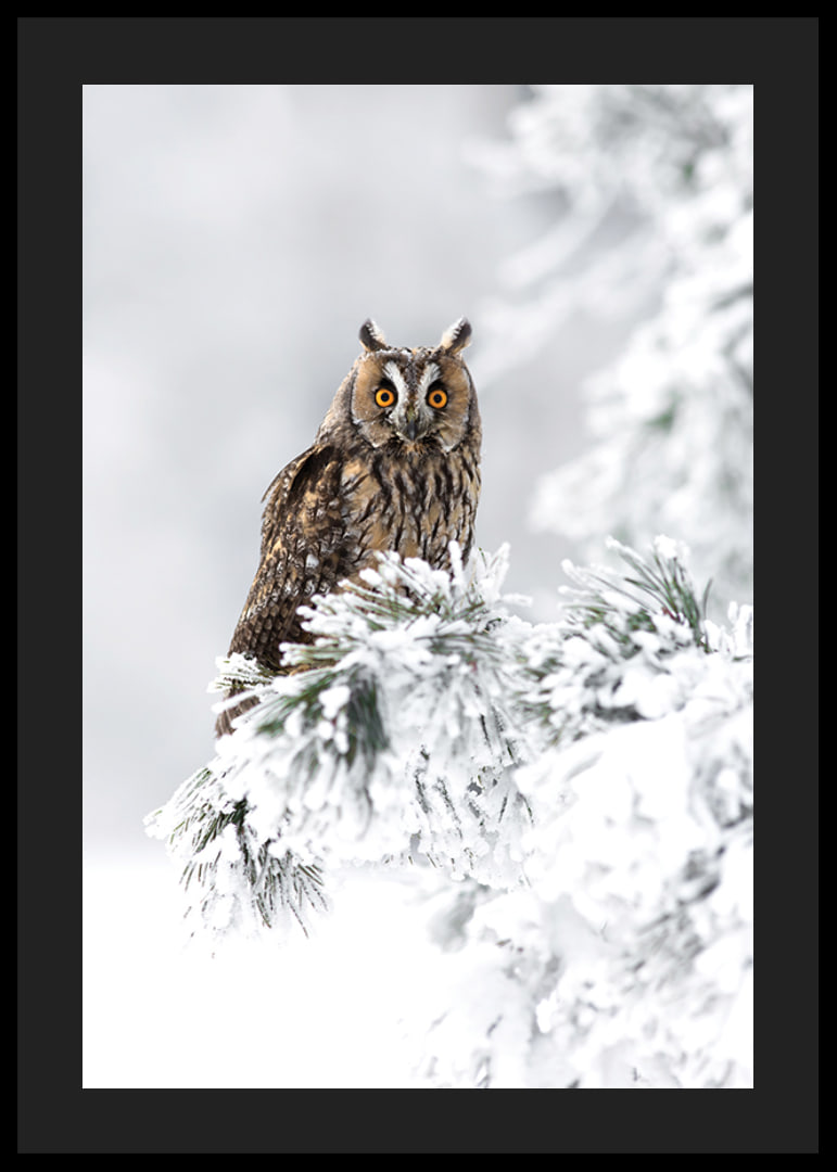 Gufo fotografico con occhi arancioni su ramo innevato-12