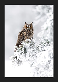 Gufo fotografico con occhi arancioni su ramo innevato-5