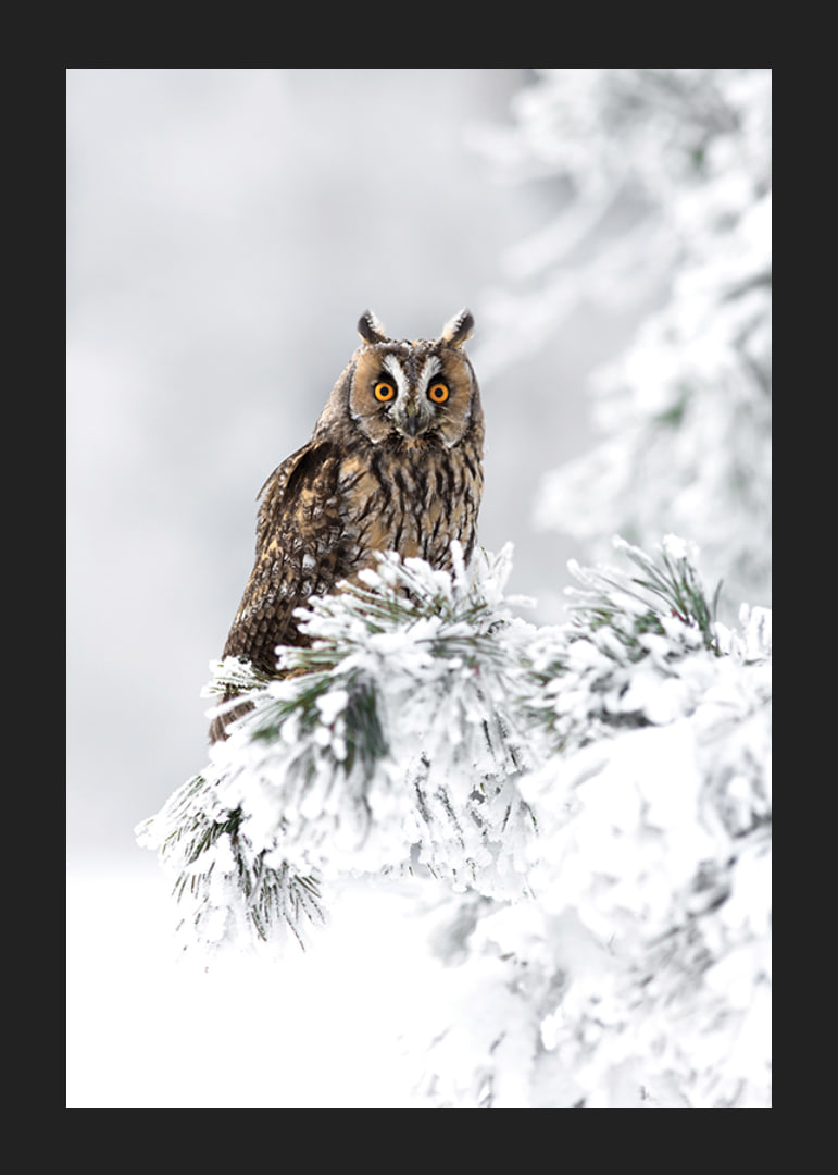 Gufo fotografico con occhi arancioni su ramo innevato-12