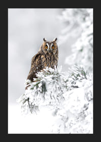 Fotografisk uggla med orange ögon på snöklädd gren-5