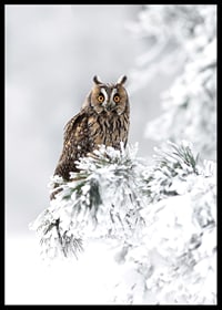 Gufo fotografico con occhi arancioni su ramo innevato-6