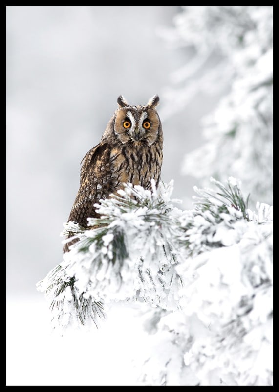 Gufo fotografico con occhi arancioni su ramo innevato-12
