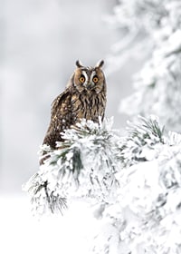 Gufo fotografico con occhi arancioni su ramo innevato-7