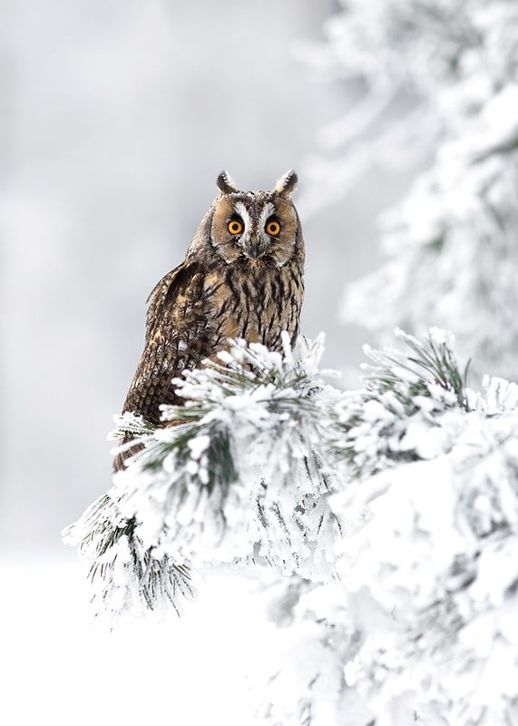 Gufo fotografico con occhi arancioni su ramo innevato-12
