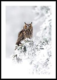 Gufo fotografico con occhi arancioni su ramo innevato-0