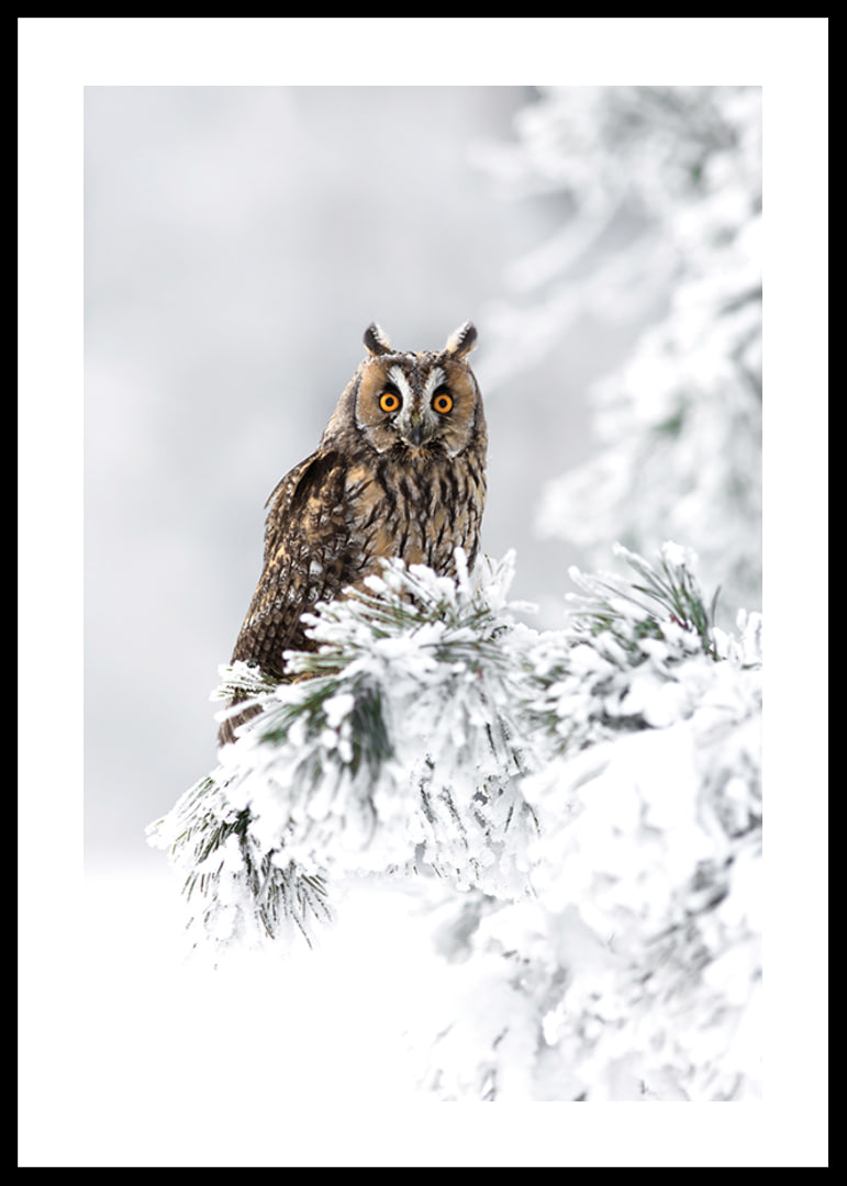 Gufo fotografico con occhi arancioni su ramo innevato-12