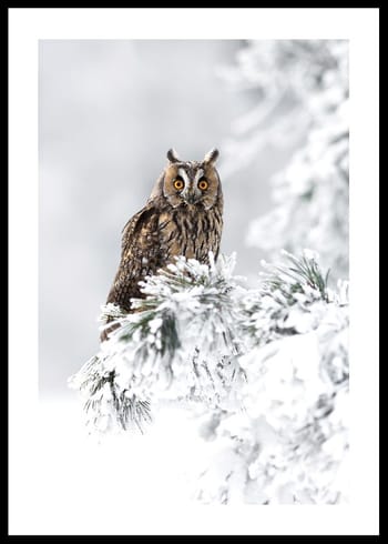 Plakat Owl On Snow Branch