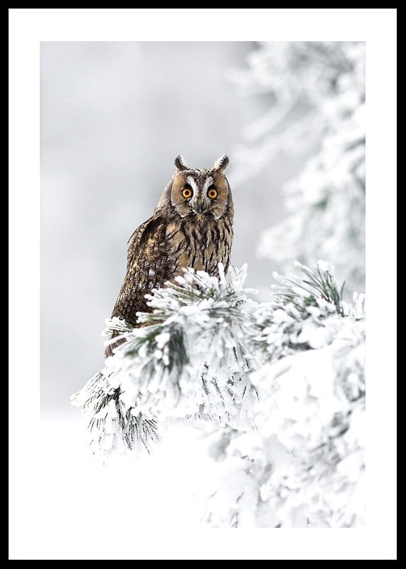 Owl On Snow Branch-12