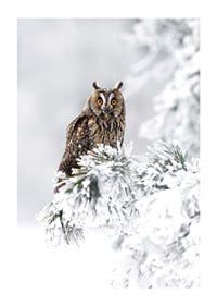 Gufo fotografico con occhi arancioni su ramo innevato-1