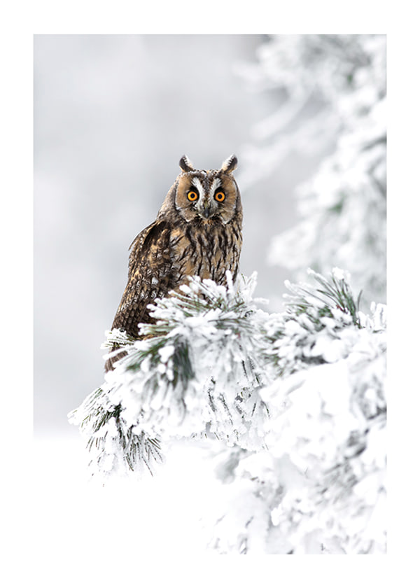 Plakāts Owl On Snow Branch