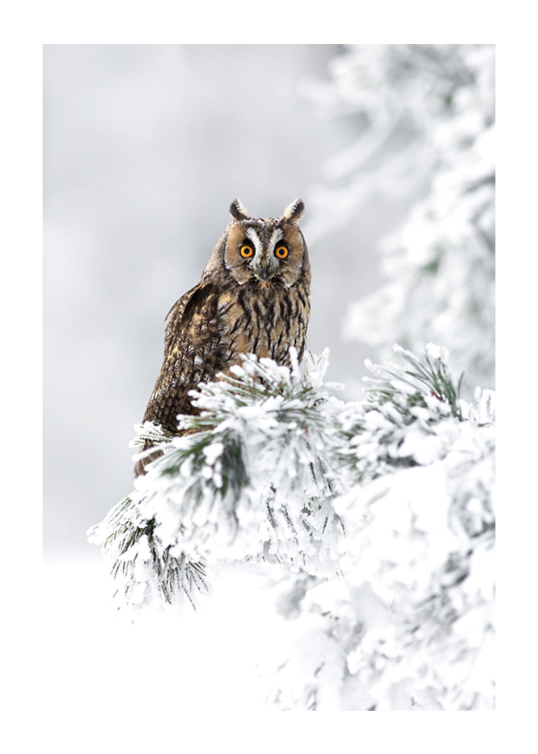 Gufo fotografico con occhi arancioni su ramo innevato-12