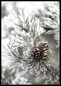 Photograph of fir branches with snow and pine cones, wintry motif-6