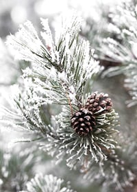 Photograph of fir branches with snow and pine cones, wintry motif-7