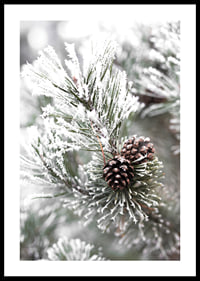Photograph of fir branches with snow and pine cones, wintry motif-0