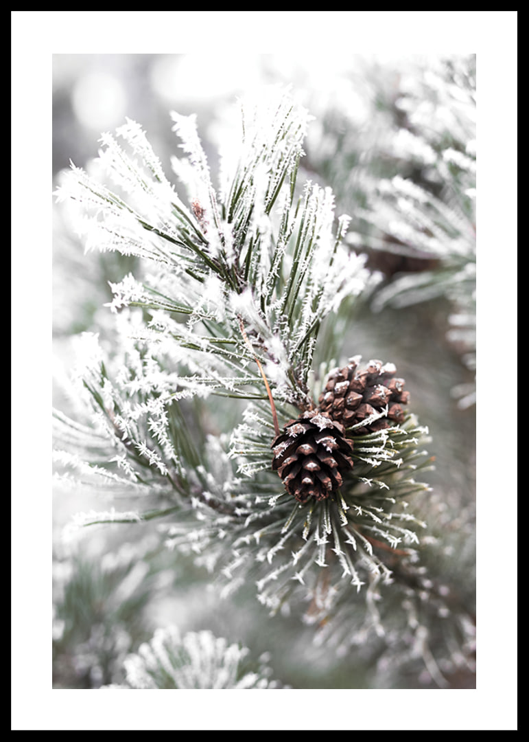 Photograph of fir branches with snow and pine cones, wintry motif-12