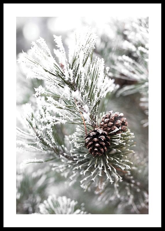 Snowy Fir Branch-12