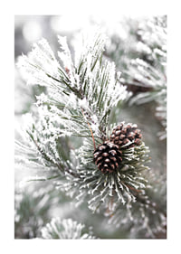 Photograph of fir branches with snow and pine cones, wintry motif-1