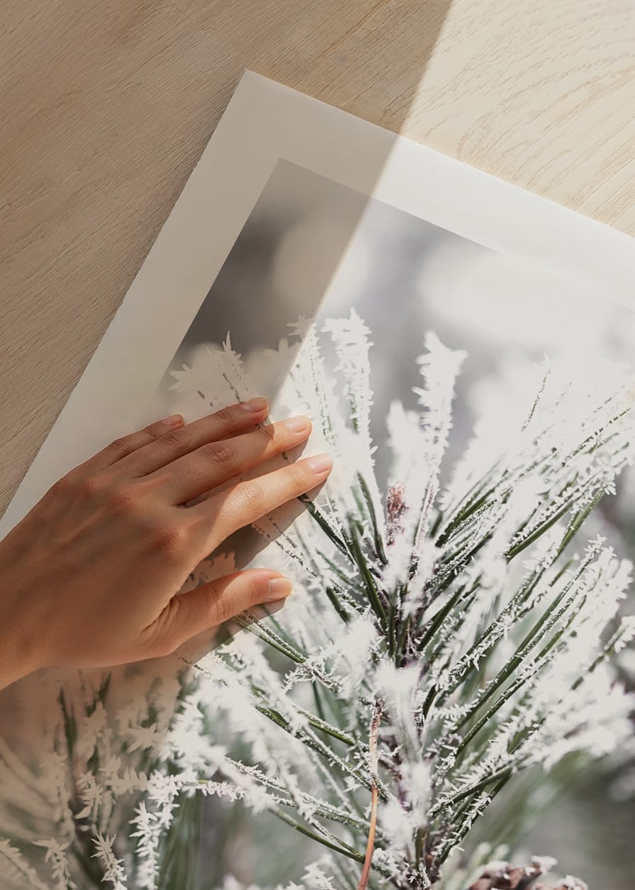Photograph of fir branches with snow and pine cones, wintry motif-12