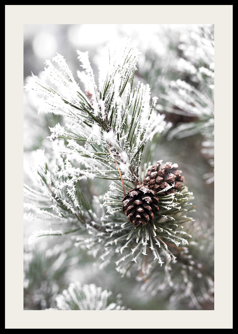 Photograph of fir branches with snow and pine cones, wintry motif-12