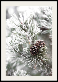 Photograph of fir branches with snow and pine cones, wintry motif-2
