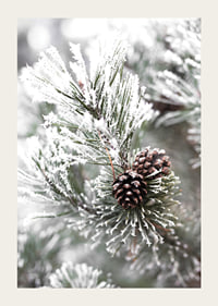 Photograph of fir branches with snow and pine cones, wintry motif-3