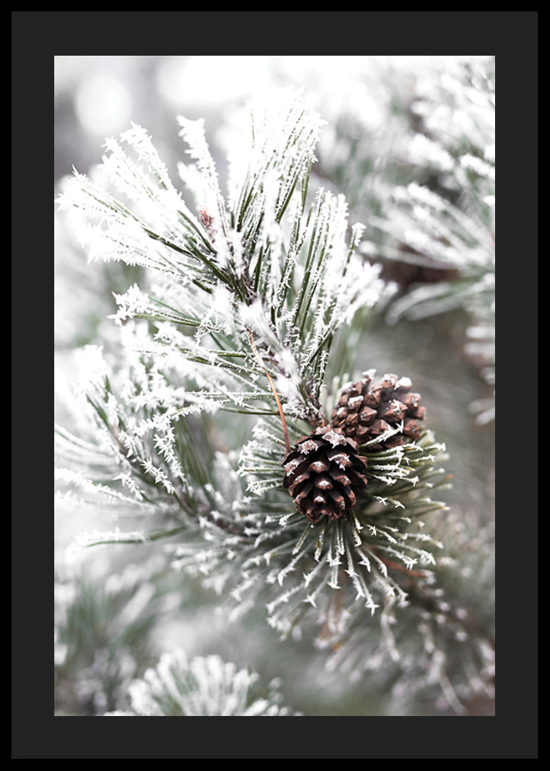Photograph of fir branches with snow and pine cones, wintry motif-12