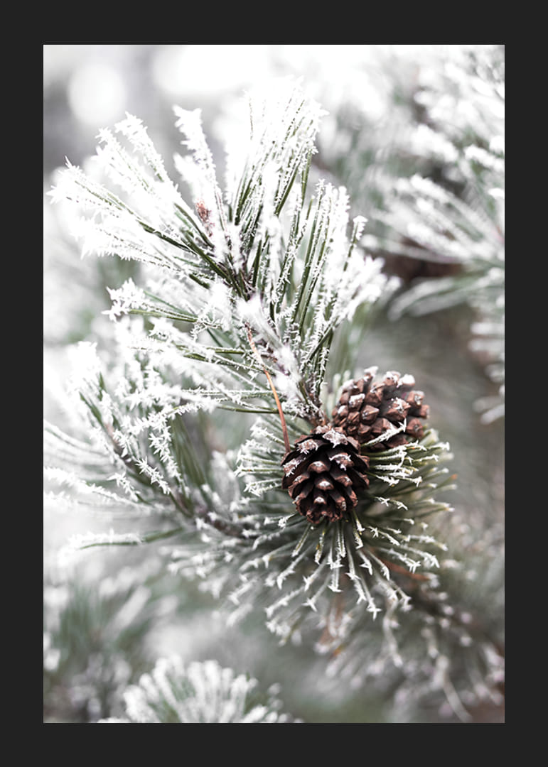 Photograph of fir branches with snow and pine cones, wintry motif-12