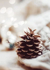 Close-up of pine cone on soft surface with blurred light background-7