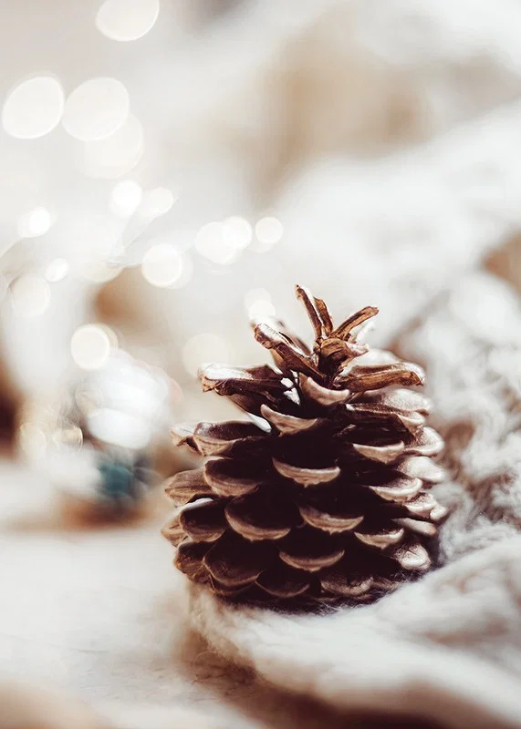 Close-up of pine cone on soft surface with blurred light background-12