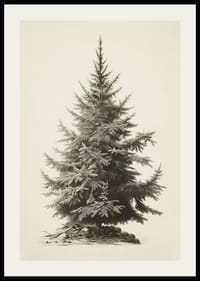 Illustration vintage détaillée d'un sapin vert sur fond clair-2