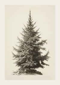 Illustration vintage détaillée d'un sapin vert sur fond clair-3
