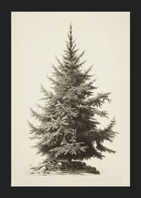 Illustration vintage détaillée d'un sapin vert sur fond clair-5