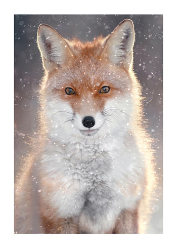 Poster Red Fox